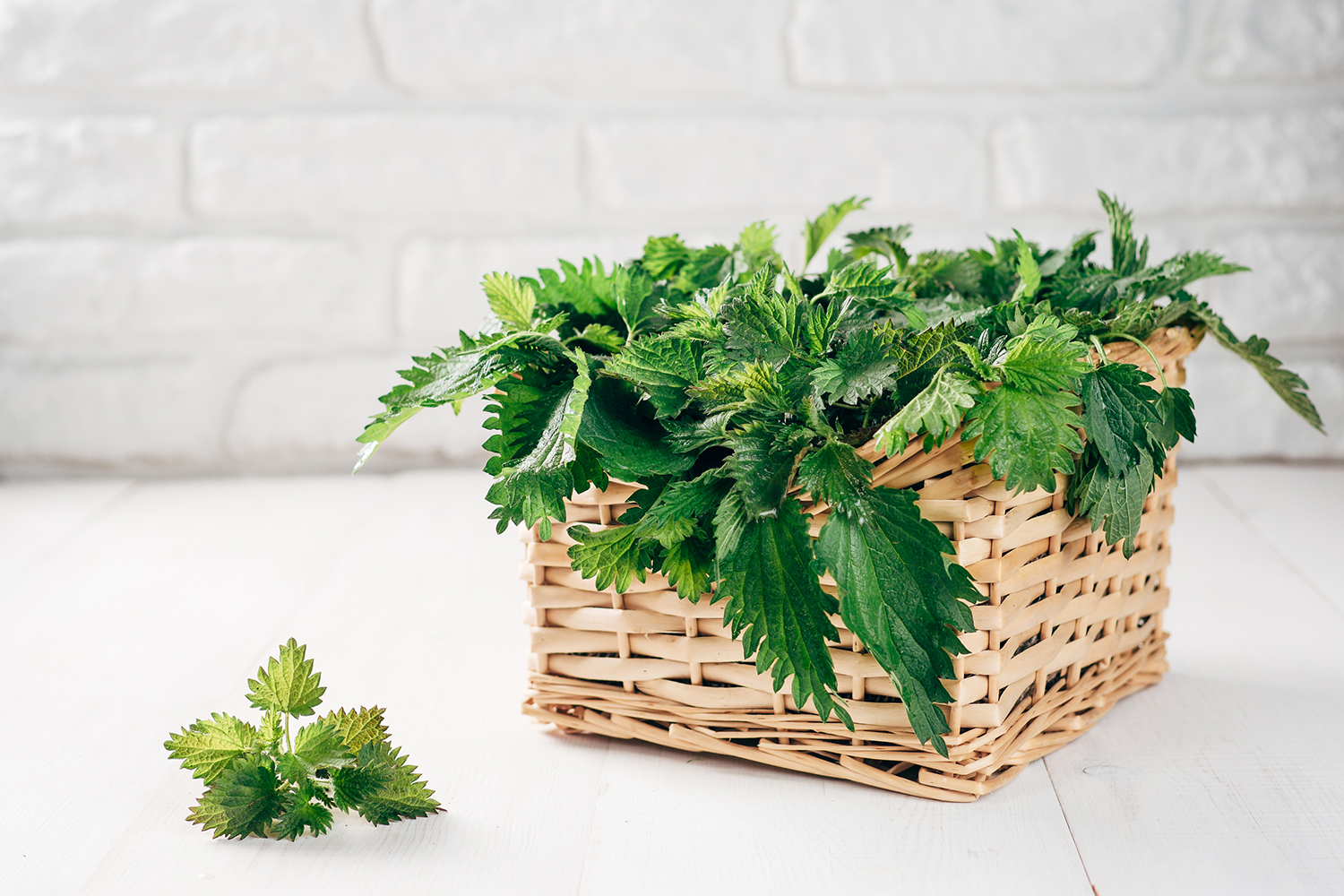 a basket of stinging nettle for your allergies