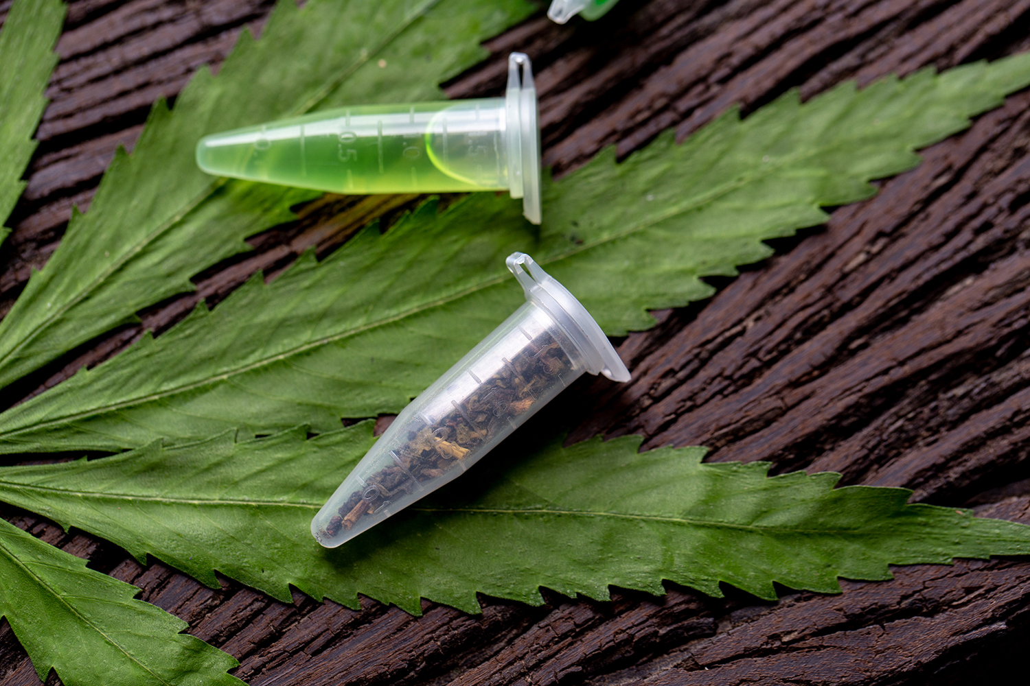 DOWNLOAD PREVIEW  Background of Cannabis Drugs, Analysis of Cannabis in laboratory for education.