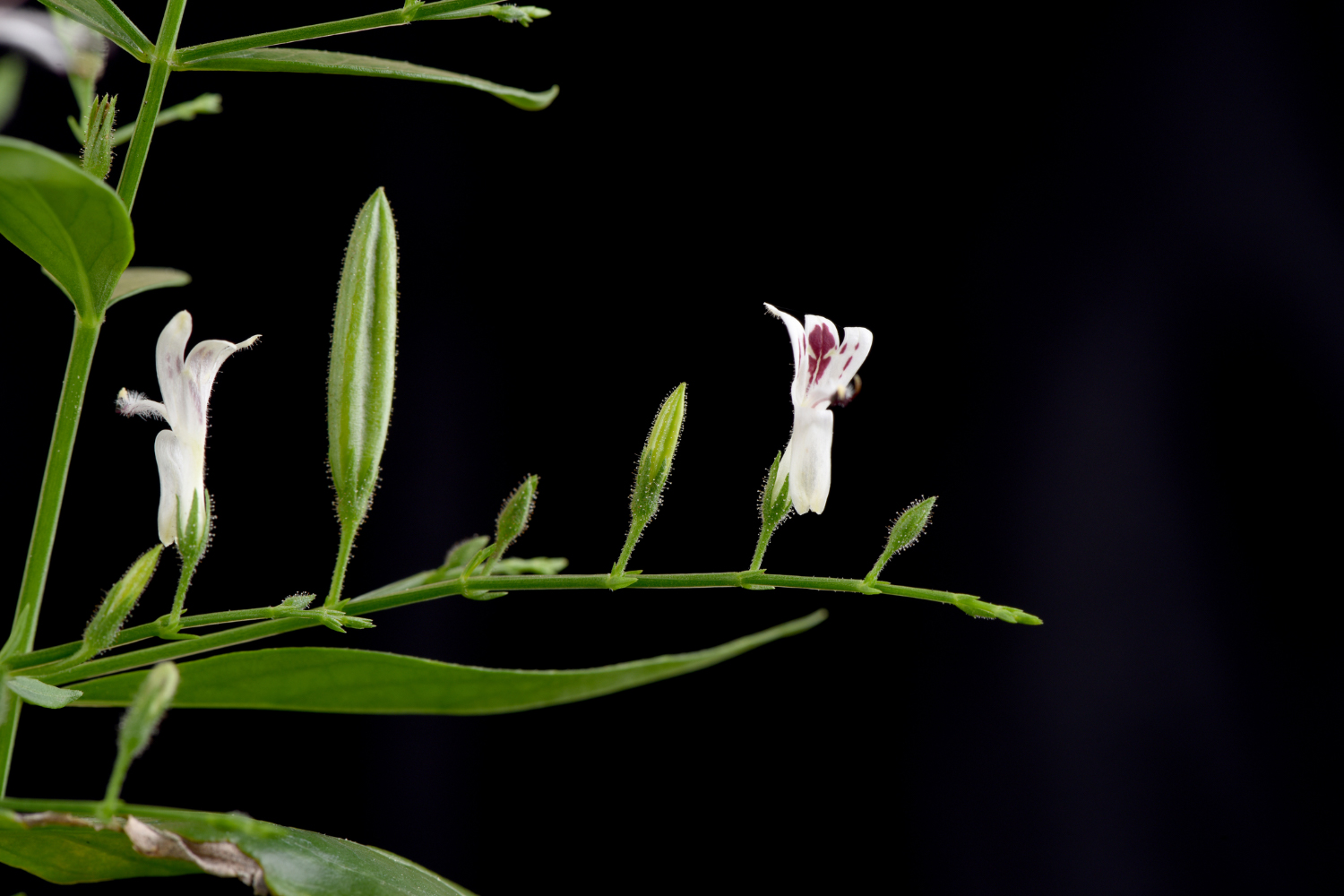 a flowering andrographis plant