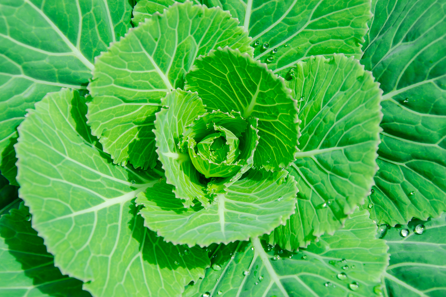A close-up of kale growing on a farm