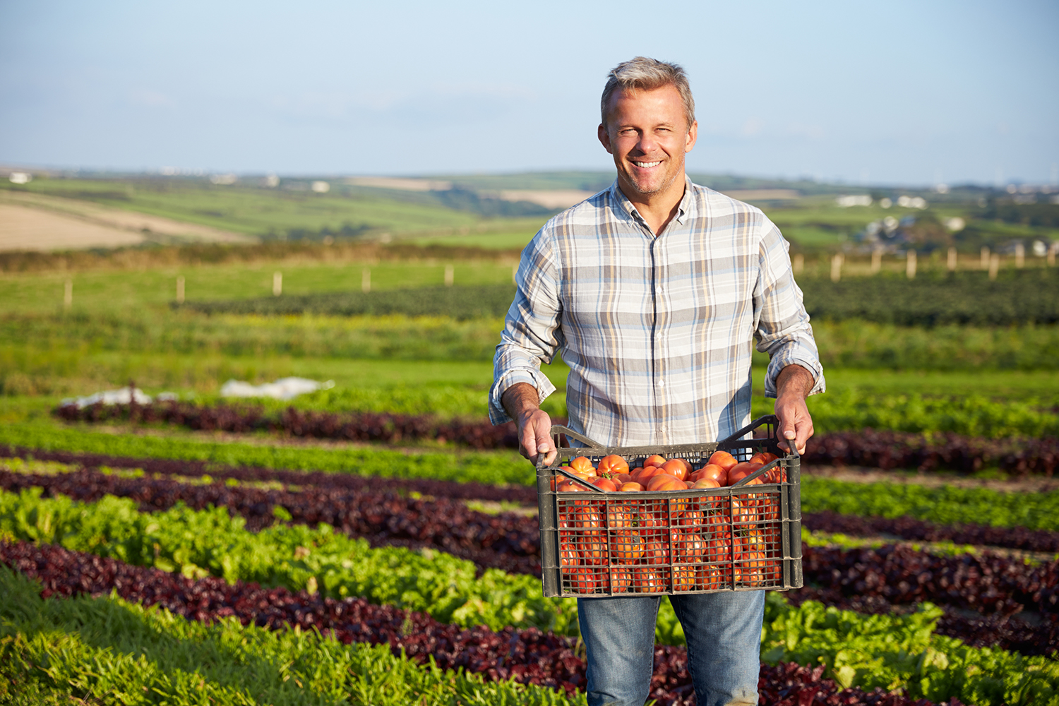 Organic farmer in a feild holding a harvest of vegetables.