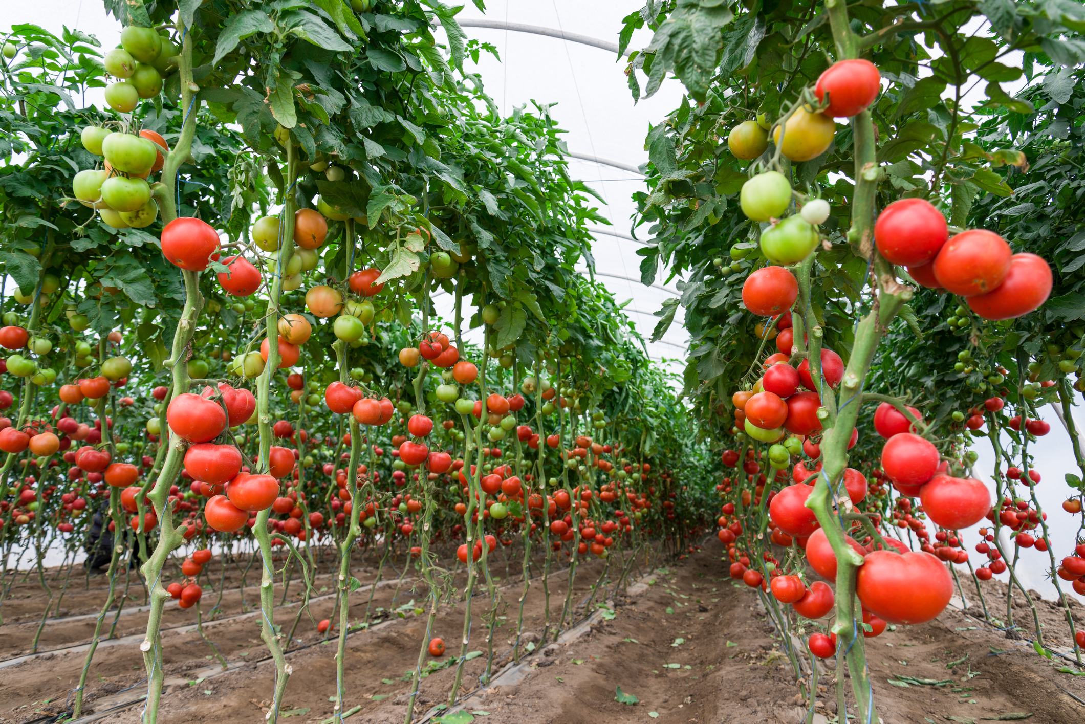 Tomatoes on the vine in a greenhouse. 