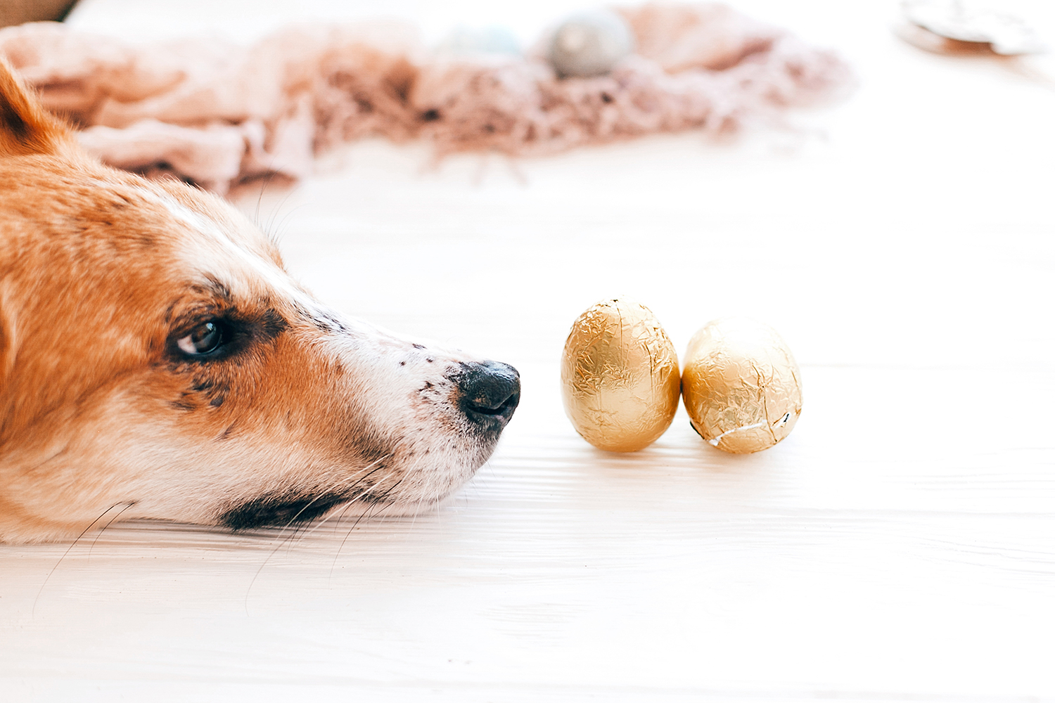 a dog being tempted by chocolate sitting around