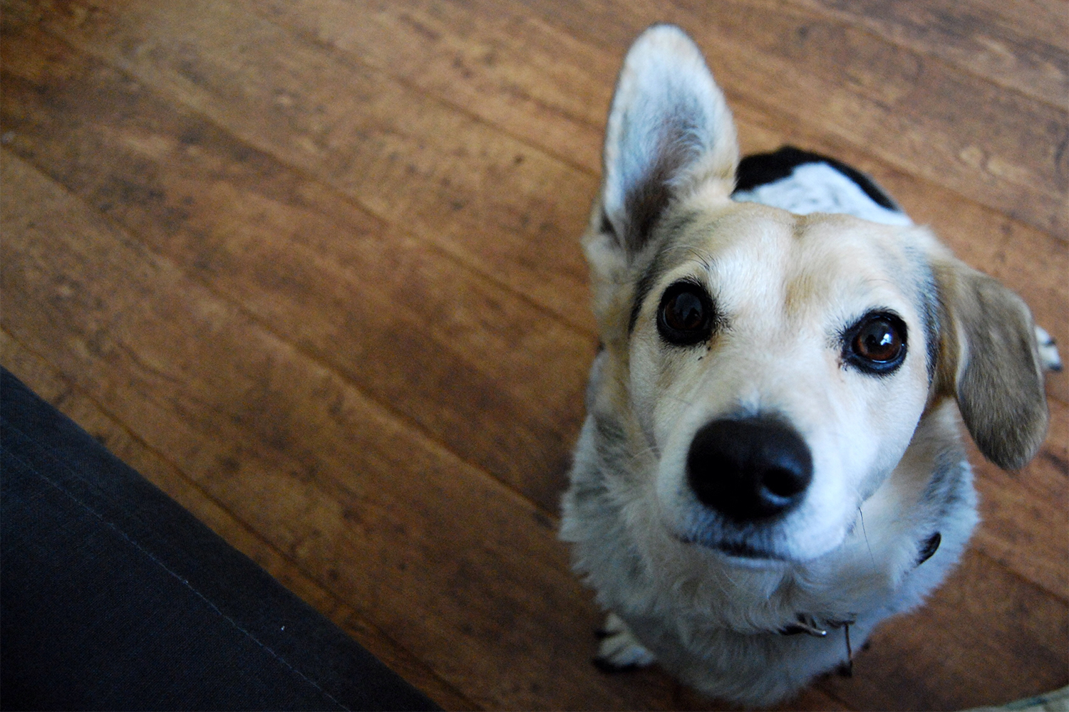 A dog with one ear perked, as if listening to its owner