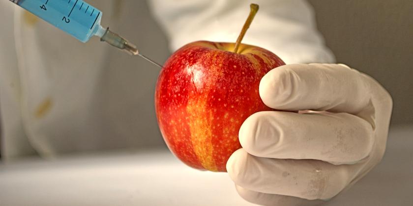 a scientist testing a GMO apple with a syringe