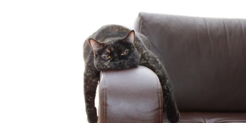 Dark colored cat with half-closed eyes draped over the arm of a brown leather chair.