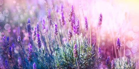 a field of lavender glowing with golden light