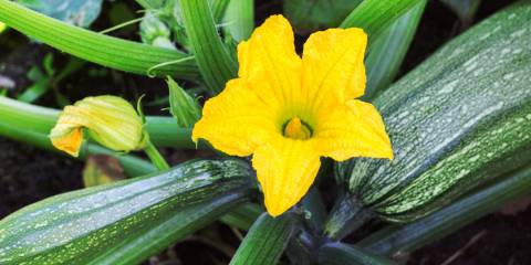 ready-to-pick zucchini with a blossom
