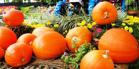 Roasted Stuffed Pumpkin