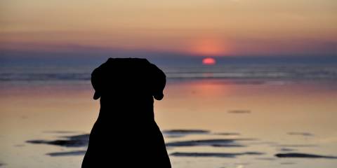 a dog looking out at an ocean sunset