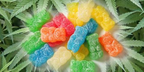 sugared gummy bears in a field of hemp