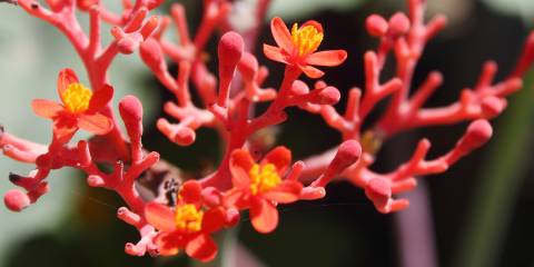 ginseng flowering and growing berries in the wild