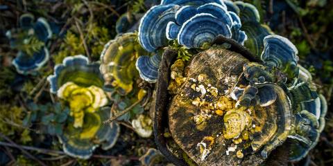 a beautiful turkey tail mushroom blooming out of an old tree stump