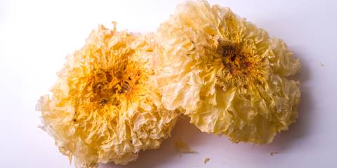 Tremella on a white background.