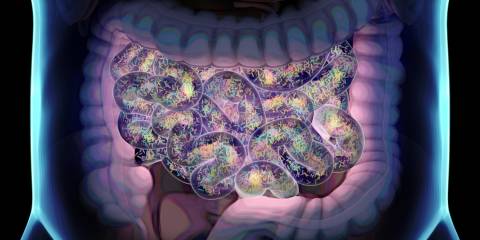 an illustration of the intestines and their healthy bacteria