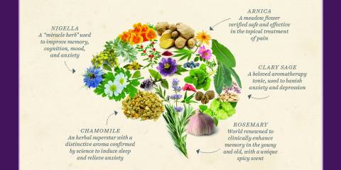 Cover of Your Brain On Plants