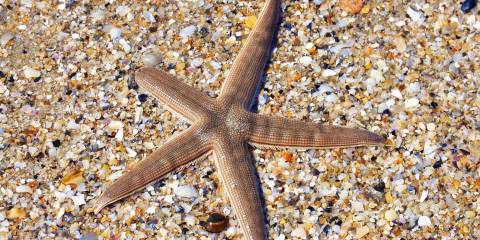 a starfish regrowing one of its limbs