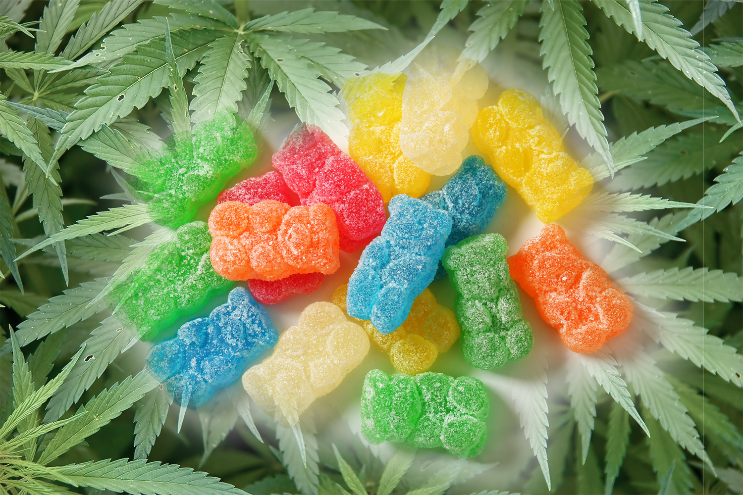 sugared gummy bears in a field of hemp