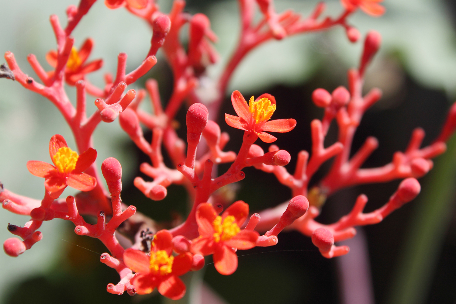 ginseng flowering and growing berries in the wild