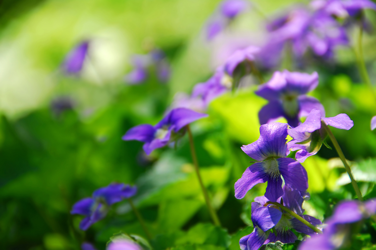 violets growing in a sunny garden