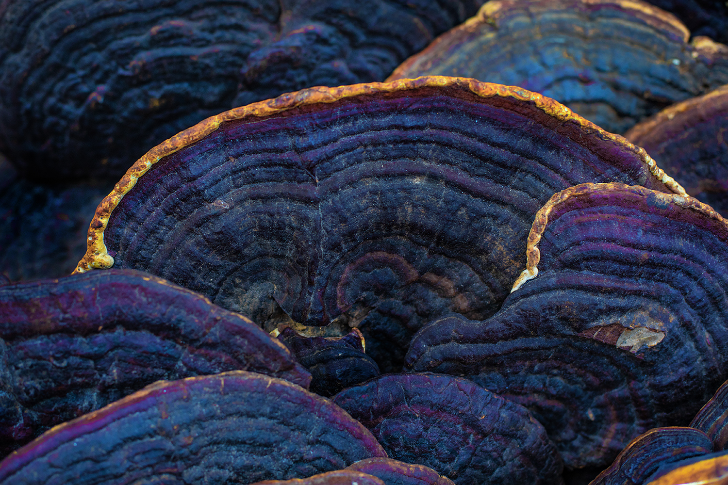 meshima mushroom growing in the wild