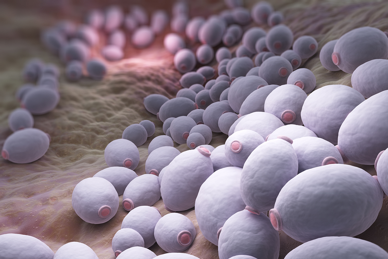 an illustration of candida albicans in the body