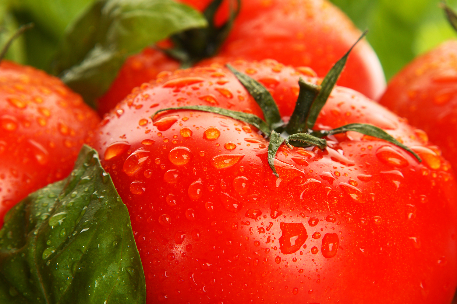 maybe the best tomato I've ever seen, fresh from the vine