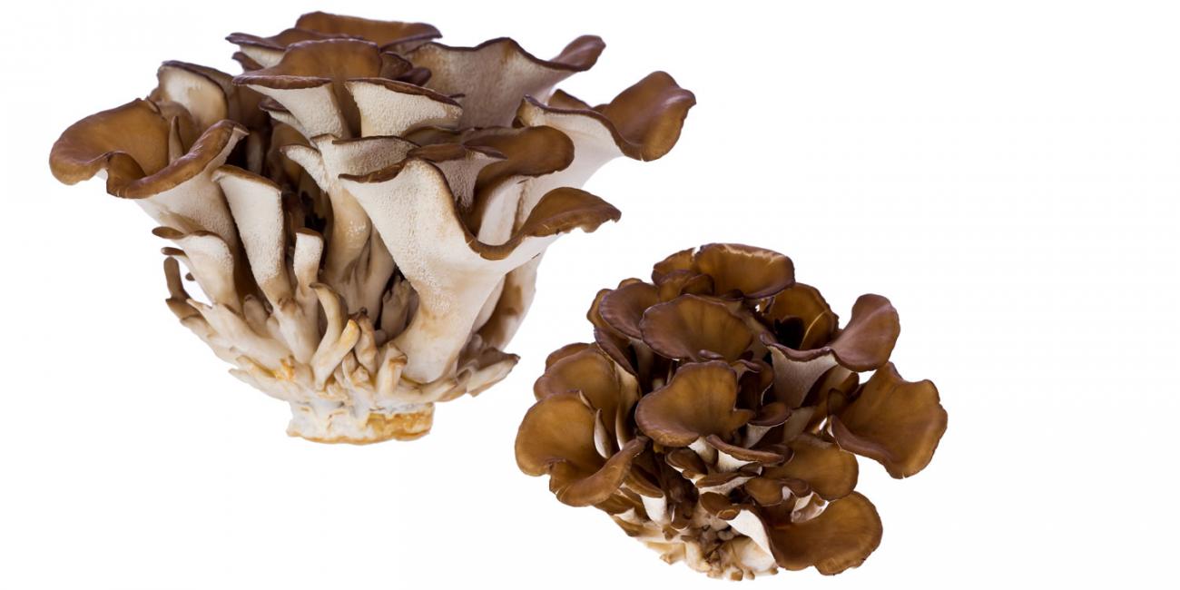 medicinal mushrooms